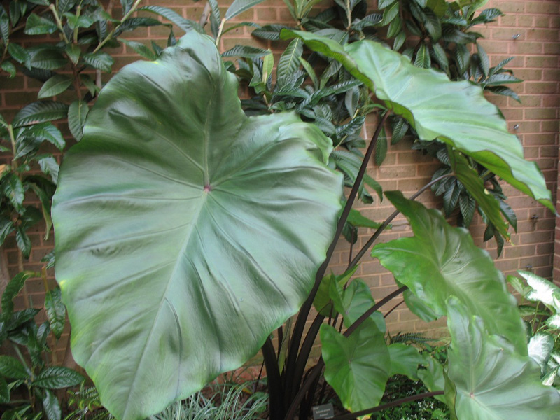 Online Plant Guide Colocasia esculenta 'Fontanesii' / Black Stem